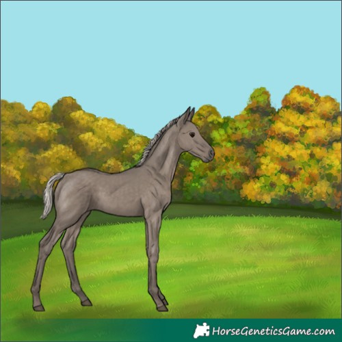 Horse Color:Silver Grullo