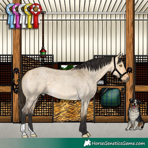 Horse Color:Buckskin Roan Dun 