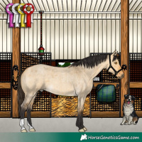 Horse Color:Buckskin Roan Dun 