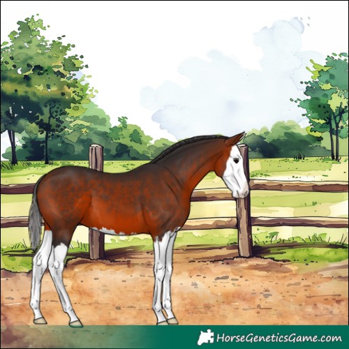 Horse Color:Bay Splash 