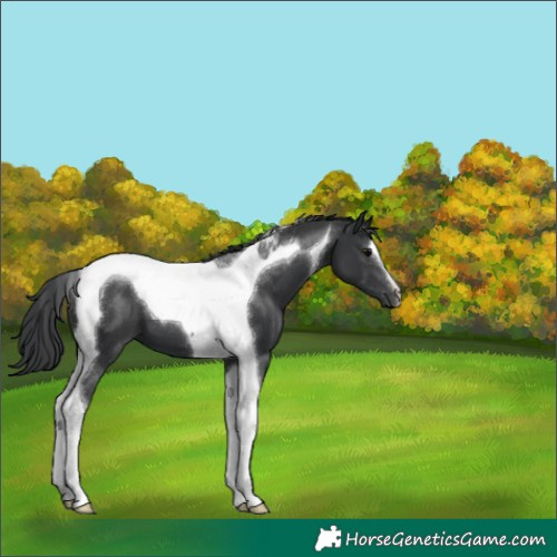 Horse Color:Black Tobiano 