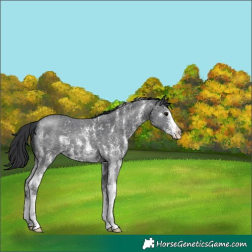 Horse Color:Black Sabino 