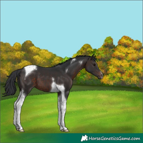 Horse Color:Brown Tobiano 