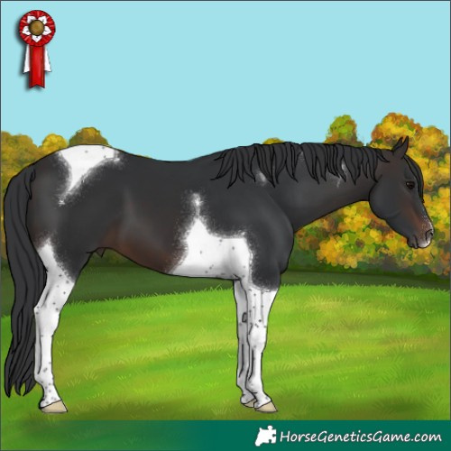 Horse Color:Brown Tobiano 