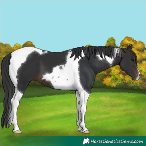 Horse Color:Brown Tobiano 