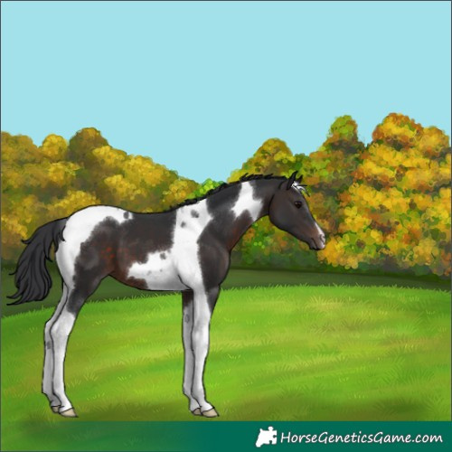 Horse Color:Brown Tobiano 