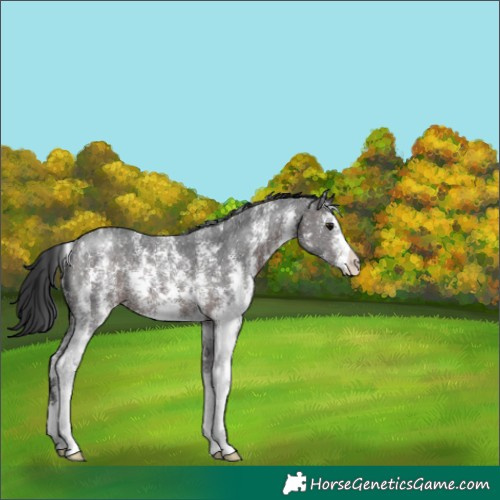 Horse Color:Brown Sabino 