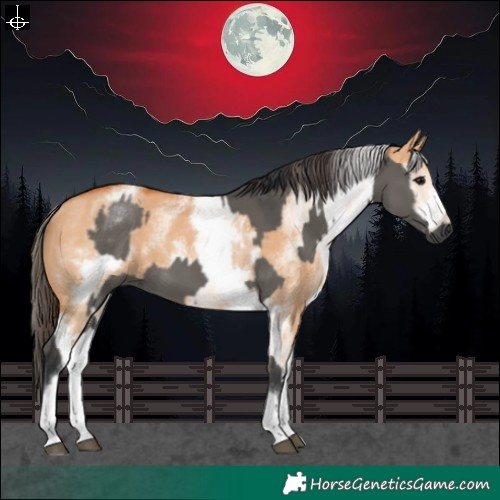 Horse Color:White Spotted Grullo Rabicano and White Spotted Bay Dun Rabicano