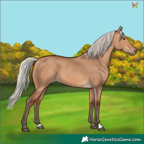 Horse Color:Silver Bay Dun Rabicano 