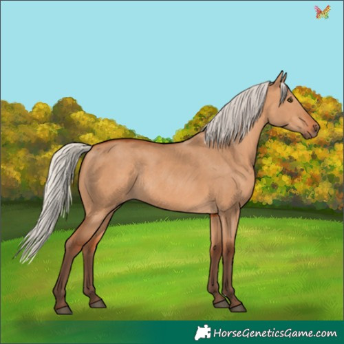 Horse Color:Silver Bay Dun Rabicano