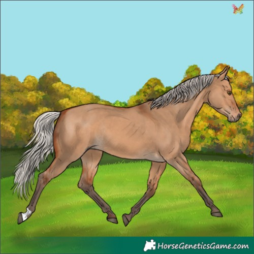 Horse Color:Silver Bay Dun Rabicano 