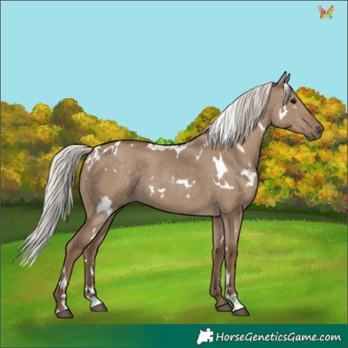 Horse Color:White Spotted Silver Grullo Rabicano 