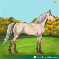 Horse Color:White Spotted Silver Bay Dun Rabicano 