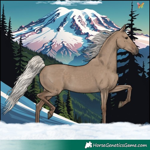 Horse Color:Silver Grullo Rabicano 