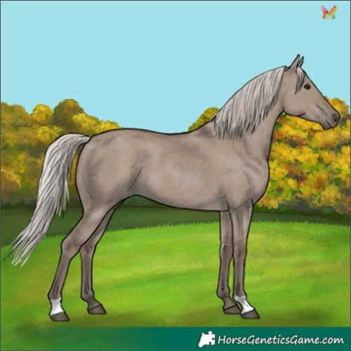 Horse Color:Silver Grullo Rabicano 