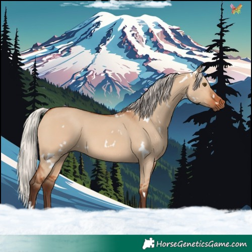 Horse Color:White Spotted Silver Bay Dun Rabicano 