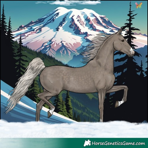 Horse Color:Silver Grullo Rabicano 