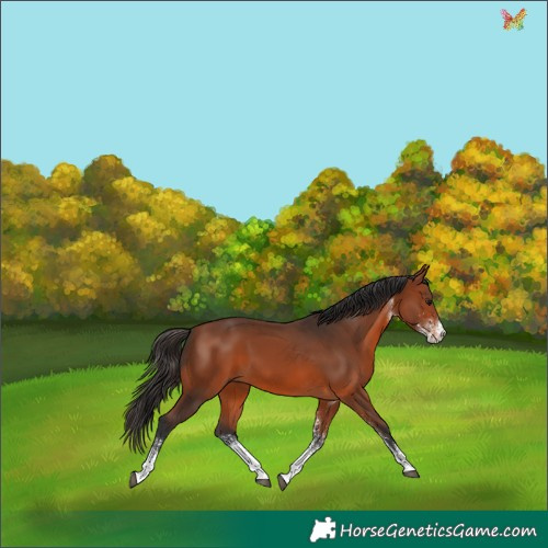 Horse Color:White Spotted Bay 