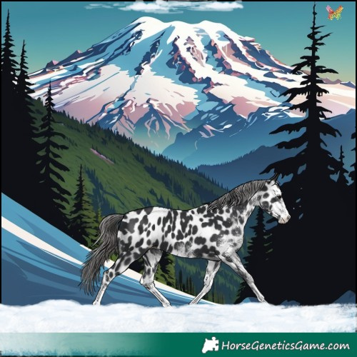 Horse Color:White Spotted Black Appaloosa 