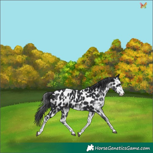 Horse Color:White Spotted Black Appaloosa 