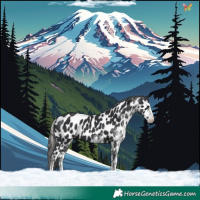Horse Color:White Spotted Black Leopard 