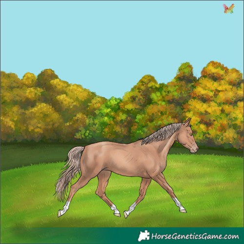 Horse Color:Gold Champagne Tobiano 