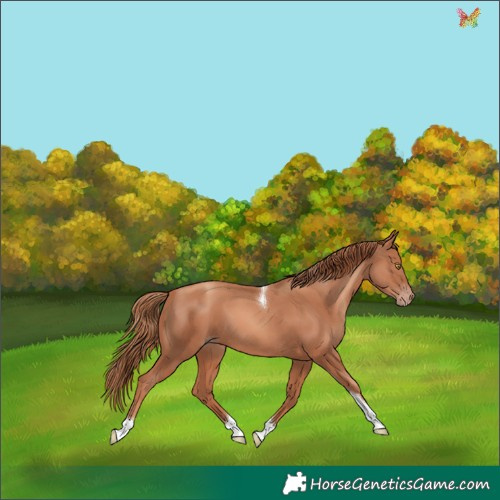 Horse Color:Gold Champagne Tobiano 