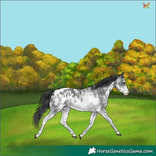 Horse Color:White Spotted Black Appaloosa