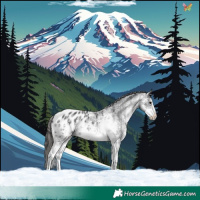 Horse Color:White Spotted Black Appaloosa 