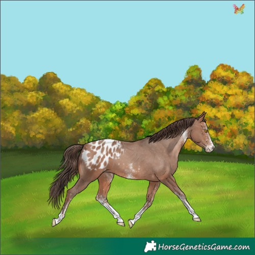 Horse Color:White Spotted Sable Champagne Appaloosa 