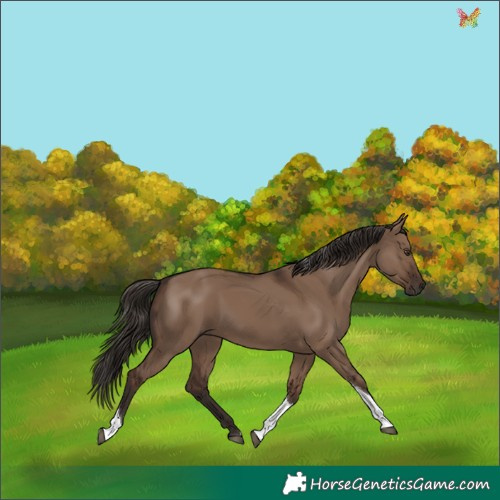 Horse Color:Liver Red Dun Tobiano