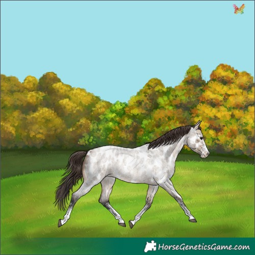 Horse Color:White Spotted Brown Roan Dun Appaloosa 