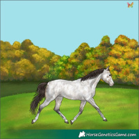 Horse Color:White Spotted Brown Roan Dun Appaloosa 