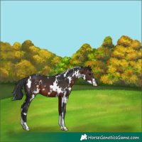 Horse Color:White Spotted Brown Sabino 