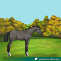 Horse Color:Grullo 
