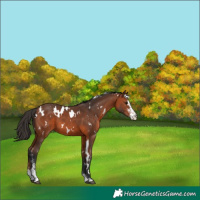 Horse Color:White Spotted Bay Sabino