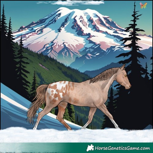 Horse Color:Gold Champagne Tobiano Appaloosa 
