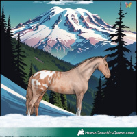 Horse Color:Gold Champagne Tobiano Appaloosa 