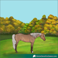 Horse Color:Silver Bay Dun