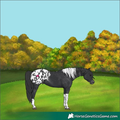 Horse Color:Black Tobiano Appaloosa 