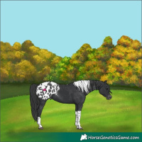 Horse Color:Black Tobiano Blanket 