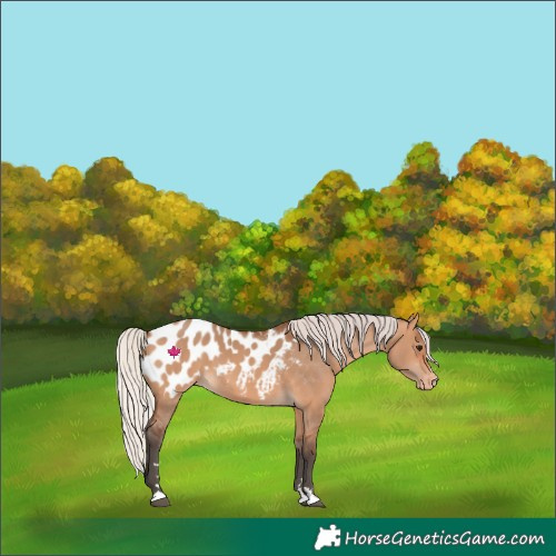 Horse Color:Silver Brown Dun Appaloosa 
