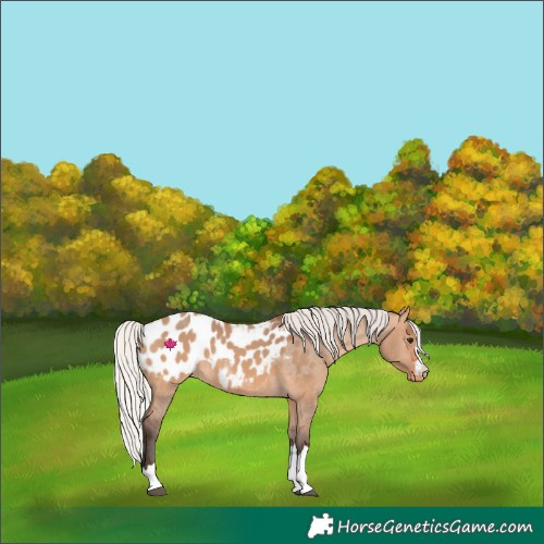 Horse Color:Silver Brown Dun Blanket 