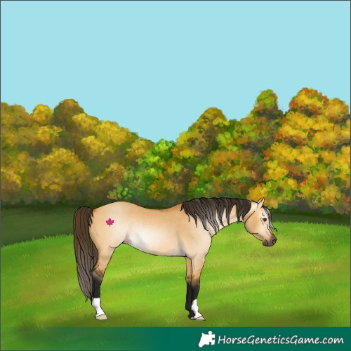 Horse Color:Gray Buckskin Dun 
