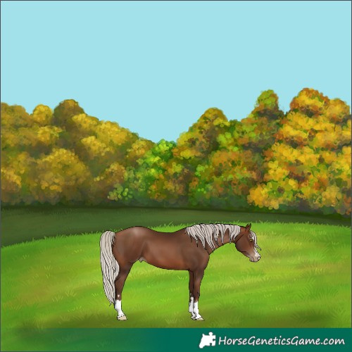 Horse Color:Gray Silver Brown Pearl 