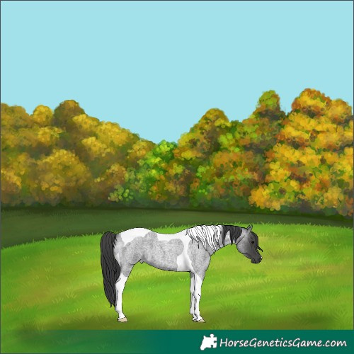 Horse Color:Blue Roan Tobiano 