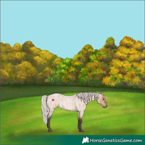 Horse Color:Silver Brown Roan Dun 