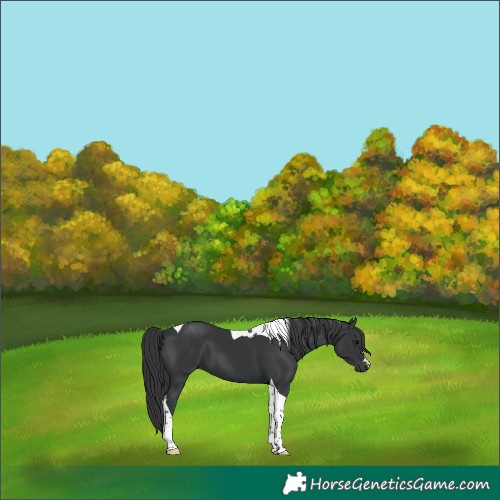 Horse Color:Black Tobiano 