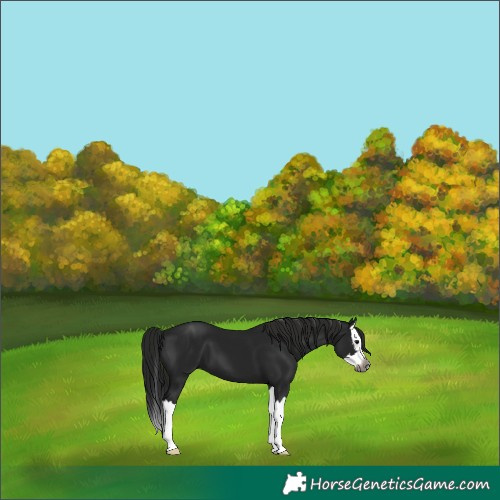 Horse Color:Gray Black Splash 