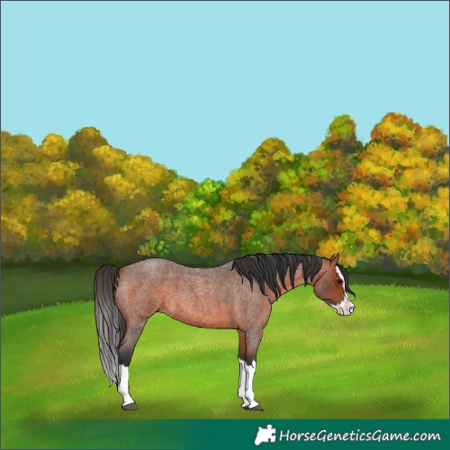 Horse Color:Bay Roan Splash 